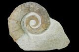 Cretaceous Ammonite (Crioceratites) Fossil - France #153144-1